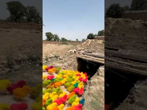 ¡Hemos salvado a los pollitos de colores del dragón de Komodo