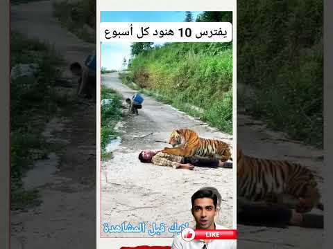 🚨أخيرا تم القبض على النمر الخطير😱😱 #shorts