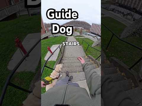Identifying Stairs with Multiple Landings #guidedog #guidedogs #dog #dogs