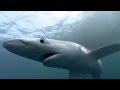 Blue Sharks: Behavior and Characteristics