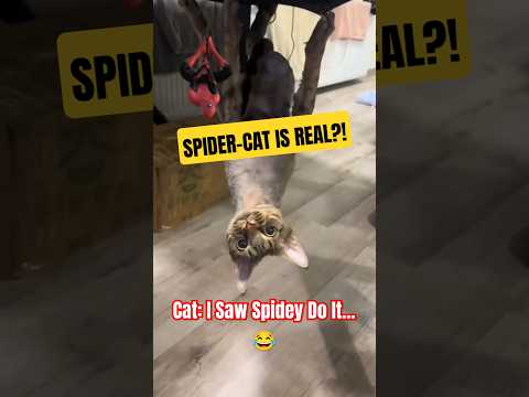 You Won't BELIEVE What These Cats Did Next! 🤯 #cat #cats #catfails
