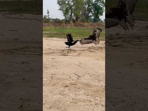 Amazing hawk eagle fly down hunt a big roaster 🦅#comment #birds #hunting #like #shorts #youtuber