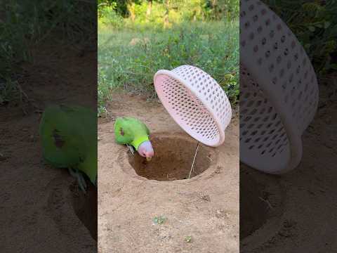 Amazing Effective Parrot Trap #shorts