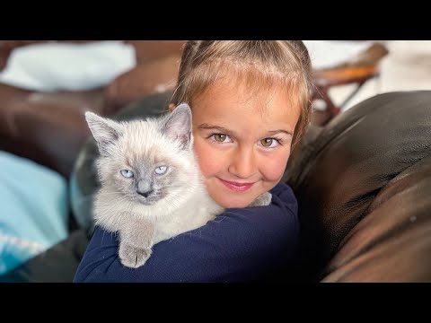 Our Kittens (Tweetie & Chppy) First day home