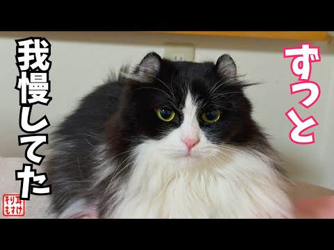 ついに❗️生まれて初めて人間に甘えてみた女の子の姿に胸が熱くなる。