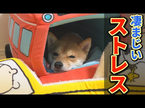 溜まりに溜まったストレスを解放する柴犬の姿に、驚愕しました・・・
