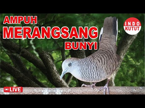 suara burung Perkutut Lokal Gacor di alam liar manjur buat masteran