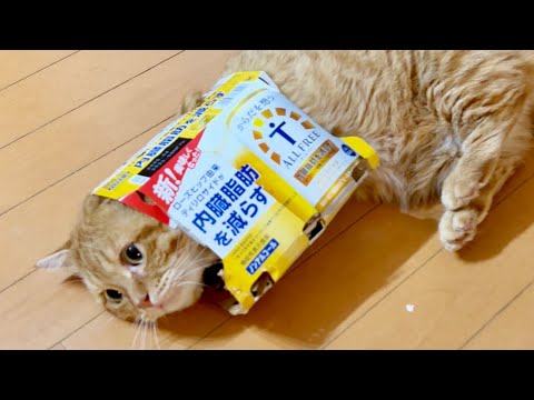 ぽちゃくんが新しい遊びに目覚めました