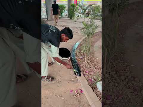 Beautification and plantation 🌵 ✅#shortsvideo #reels #viralvideo #foryoupage
