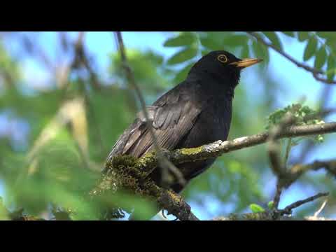 Bird 🐦 Sound  Morning
