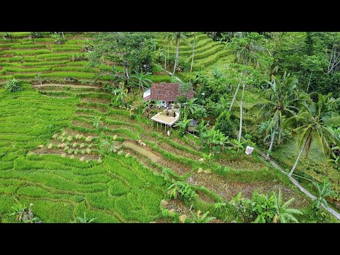 LUAR BIASA !! Aktivitas Warga Di Kampung Terpencil, Sejuk Indah Alam Desanya, Pedesaan Jawa Barat