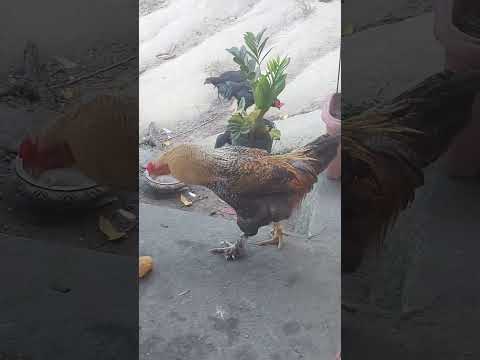 #🐓🐓🐓🐓🐓tarde gente