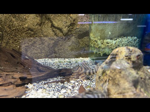 Fishroom walk-through 2-3-2023 🔔 Subscribe so you won't miss our next video_ https_//www.youtube.com/c/cunninghamcichlids
🛒 B