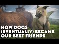Understanding Dog Domestication