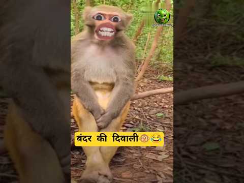 बंदर की दिवाली🐵😂 #funny #comedy #thetharpuns #shilpisaroja #jabardastcomedy #shorts #diwali2025