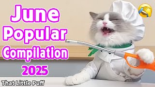 Meow Chef: June Popular Compilation💥2025 | That Little Puff