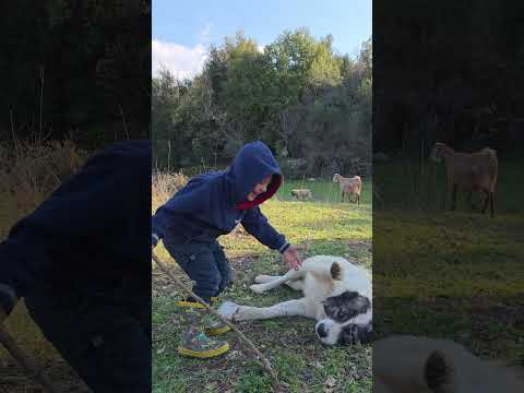 dog & kids, best relationship ever