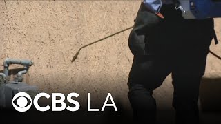 YouTube video thumbnail: Southern California Heat and Humidity Create Perfect Formula for Pest Infestations