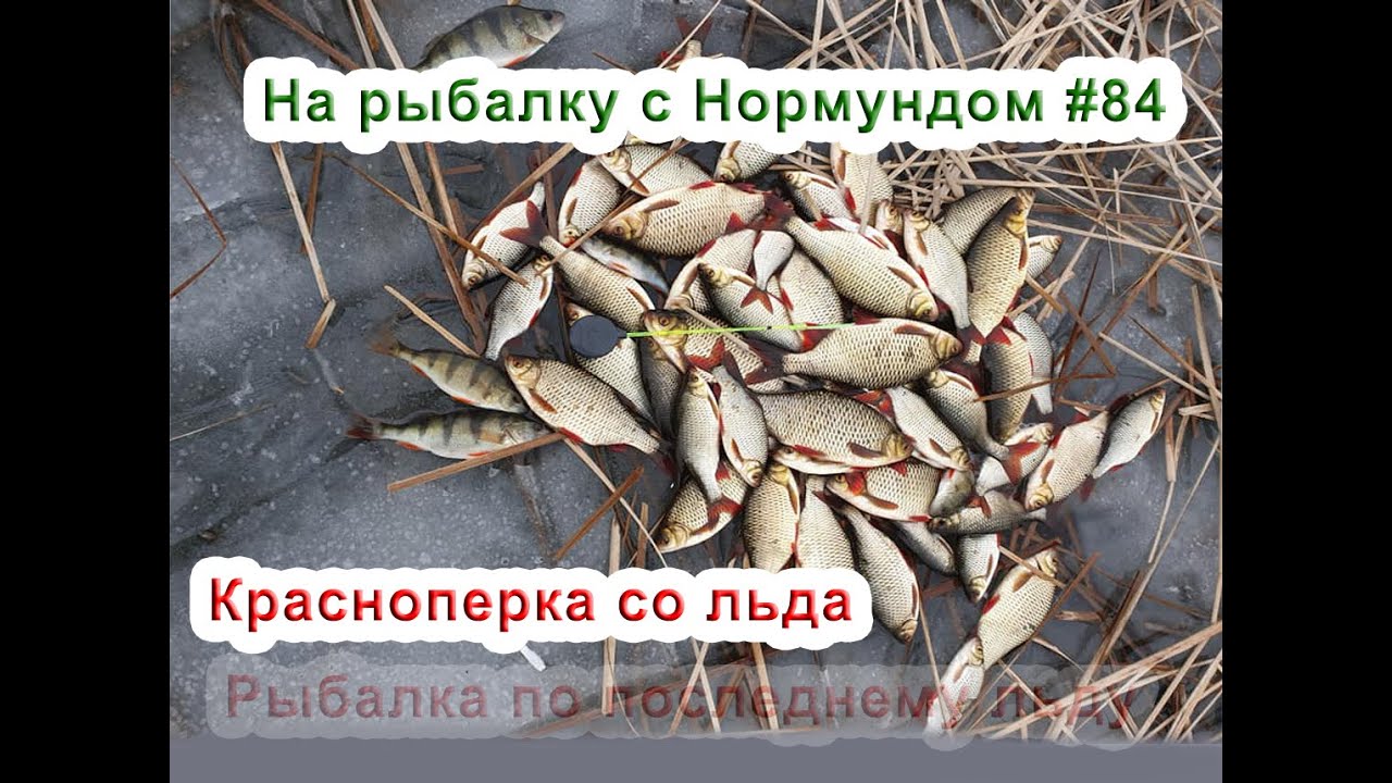 Красноперка по последнмеу льду: На рыбалку с Нормундом #84