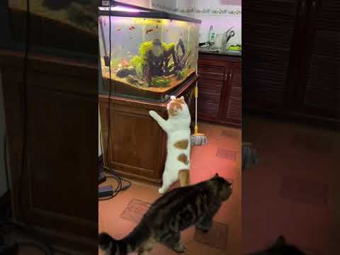 Cat Catch Aquarium #shorts