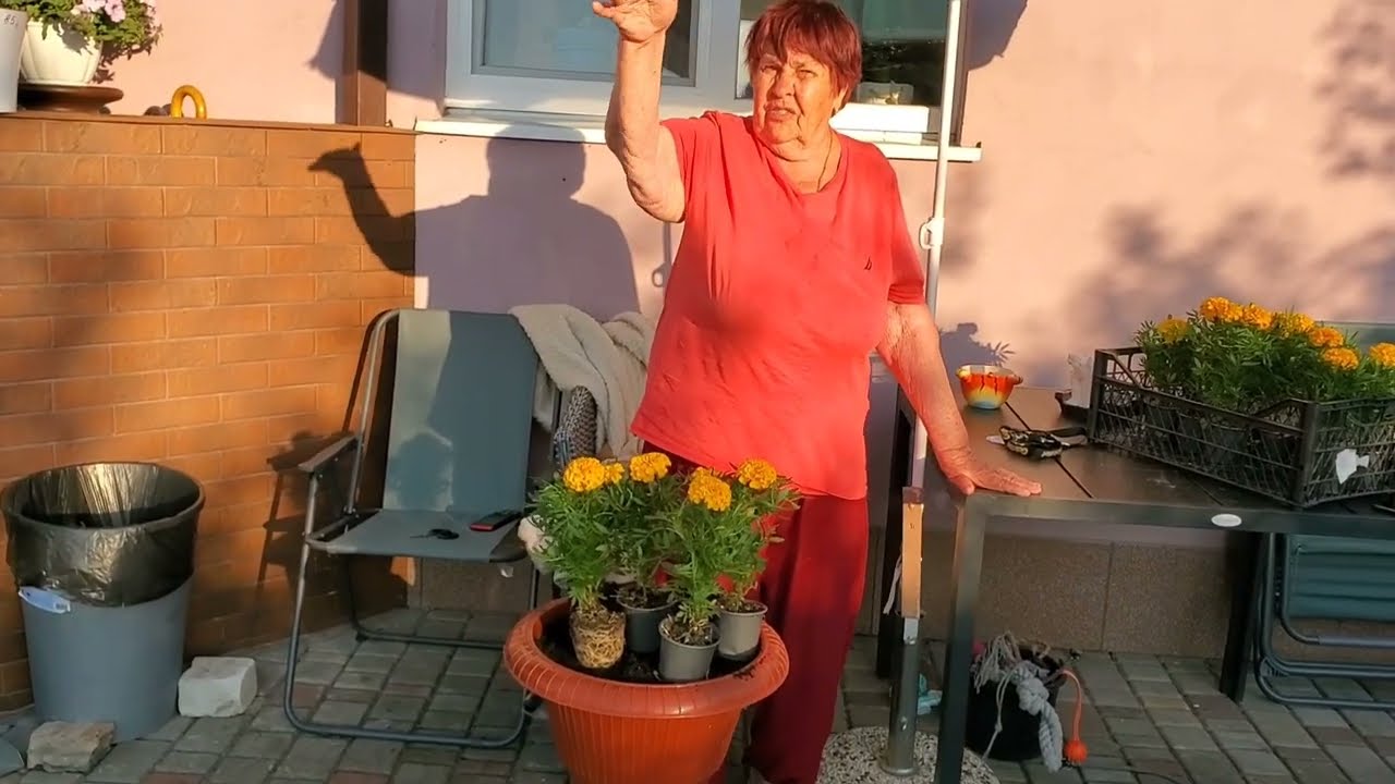 Занялись цветами! Посадили с мамой Чернобривцы