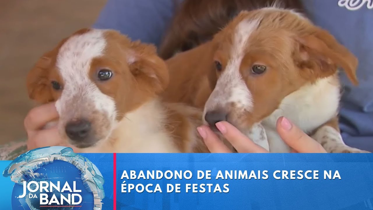 Abandono de animais cresce na época de festas | Jornal da Band