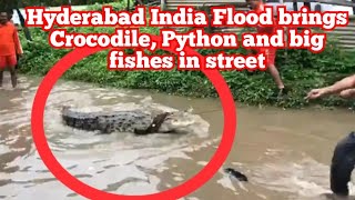 TOLICHOWKI RAIN MAKING HISTORY HYDERABAD FLOOD BRINGS CROCODILE PYTHON FISHHES TODAY AIRPORT FLOODS