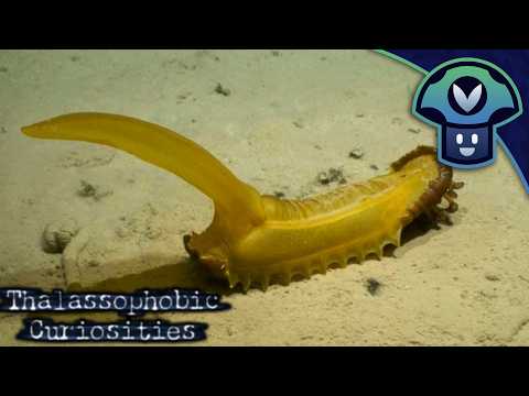 Vinny - Thalassophobic Curiosities #3