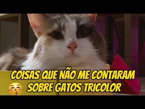 TODO GATO TRICOLOR É ASSIM #gatos