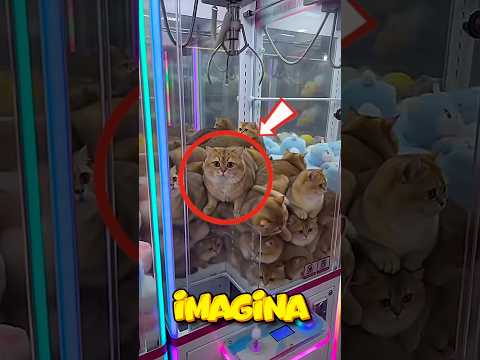 IMAGINA que ESTÁS en la MÁQUINA de GATITOS, Cuál GATITO QUIERES que te SALGA? 🥰😱