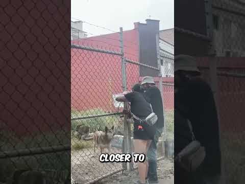 This Simple Act Of Kindness Made A Dog's Day!