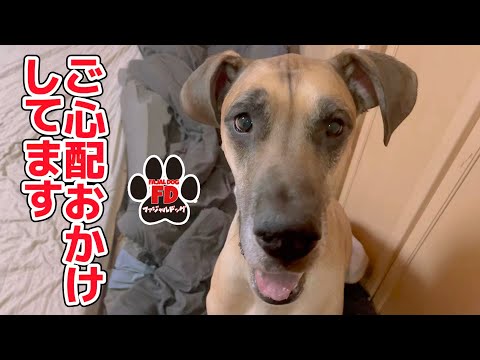 【大型犬５匹】吐血と高熱！そして発作！その後です