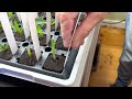 Rooting Techniques for Plant Cuttings