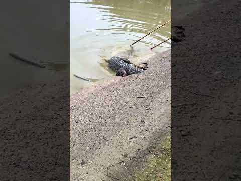 Crocodile training 😁 #trending #satisfafying #funnyanimal #viralvideo #crocodile #fyp