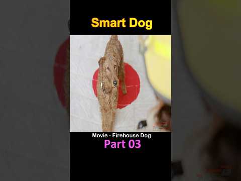 Smart Dog part 03 #shorts #short