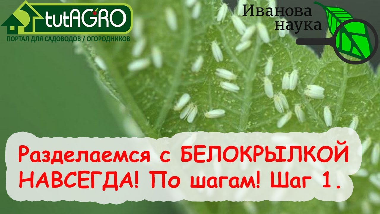 Копеечное средство! Примените его и забудьте о белокрылке! Начните избавляться уже сейчас!