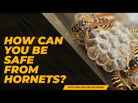 How can you be safe from hornets? thumbnail