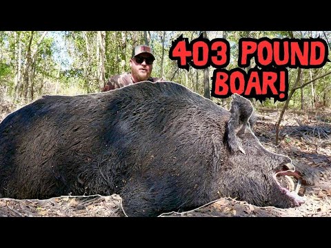 Hunt For The Biggest Boar I Have Ever Seen!