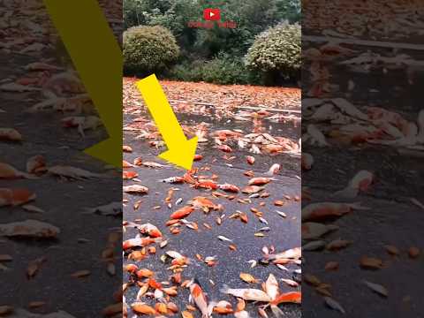 Fenomena Hujan Ikan Ini Adalah Nyata ‼️