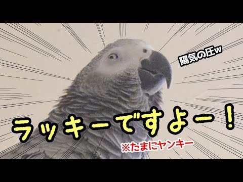 【強運】すべての空気を変えるヨウムw「ラッキー」の圧が凄すぎる