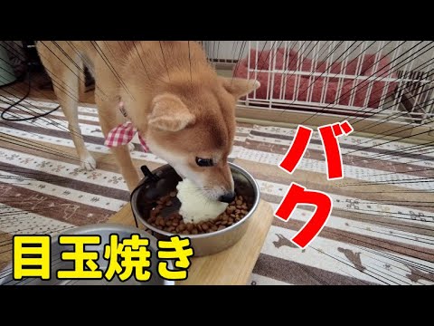 柴犬小夏が挑戦！目玉焼きを隠してみたらについて解説 サムネイル