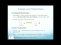Oxidative Phosphorylation Concepts