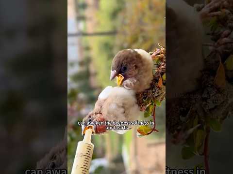 Hatch two little birds #animal