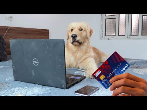 My Dog ​​stole My Credit Card to order His Favorite Food!