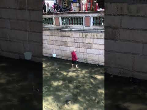 Elderly man saves cat from river in Guangzhou