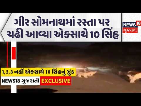 Gir Somnath lions Video | ગીર સોમનાથમાં રસ્તા પર ચઢી આવ્યા એકસાથે 10 સિંહ | News18 Gujarati
