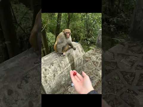 funny monkey #suots #suorts
