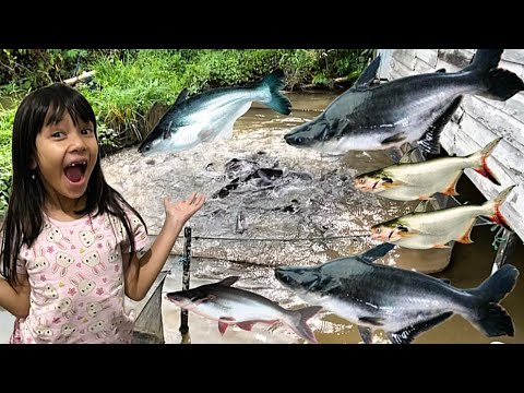 Jalan-jalan Lihat Ikan Patin Super Besar, Koi Panca Warna, Ikan Nila, Ikan Mas & Bibit Ikan Patin