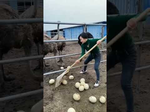 STEALING OSTRICH EGGS