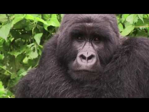 “Beringei”, les gorilles du Rift - Extrait / "Beringei", Gorillas of the Rift - Extract